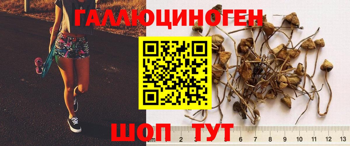 Галлюциногенные грибы Psilocybine cubensis Соль-Илецк